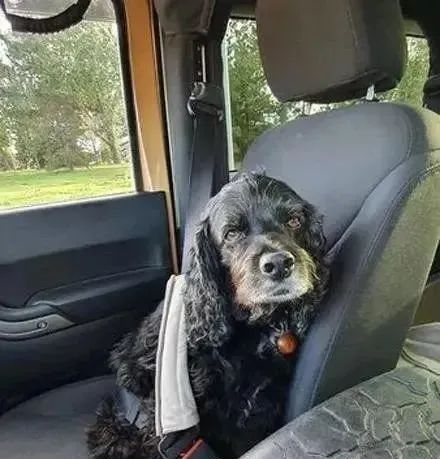 小狗被宣判活不过6个月,主人坚持用自己的方法,奇迹活了14年休闲区蓝鸢梦想 - Www.slyday.coM 小狗被宣判活不过6个月,主人坚持用自己的方法,奇迹活了14年休闲区蓝鸢梦想 - Www.slyday.coM