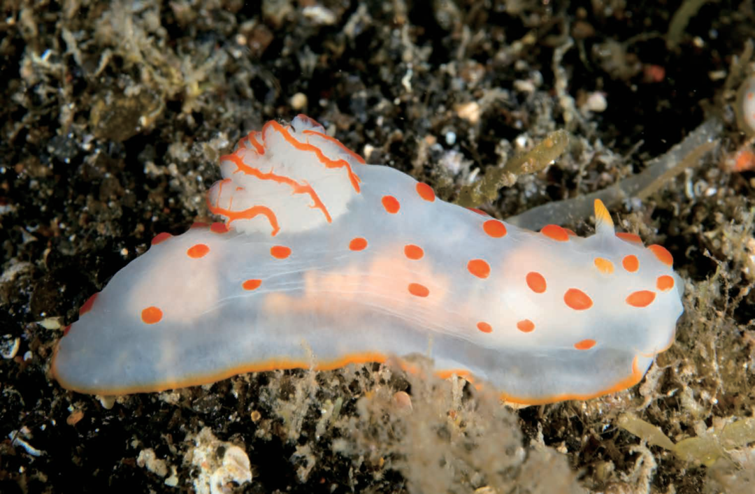 身体呈半透明,带有红色的圆形斑点.卷曲的副鳃就像小动物的尾巴一样.