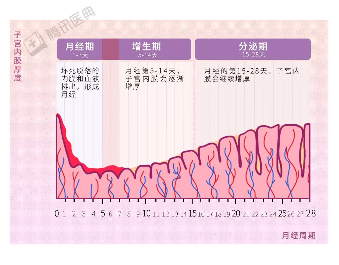 子宫内膜薄,会影响怀孕吗?