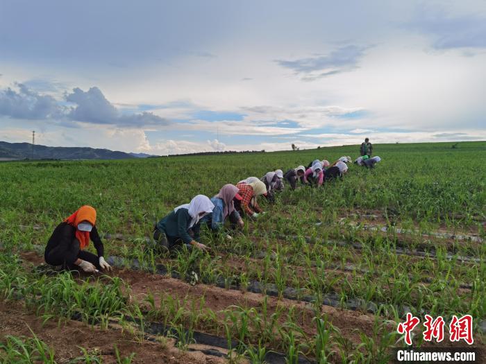 中国敖汉旱作农业系统成推动全球农业粮食体系转型案例