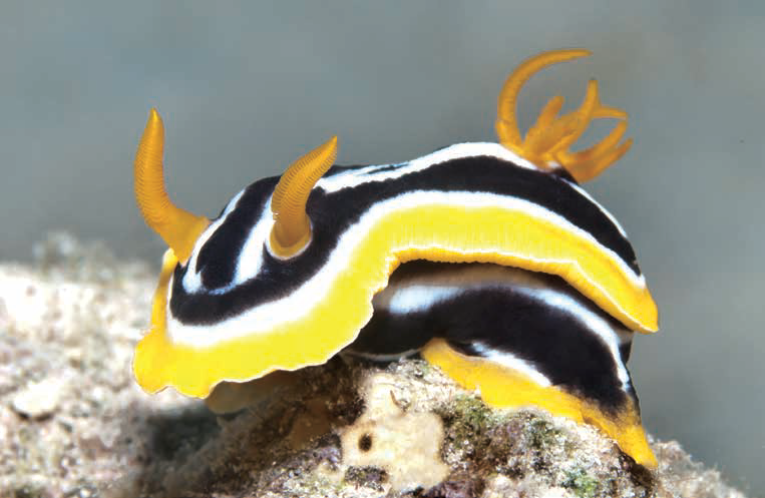 海蛞蝓明明我很凶你们却说我卖萌