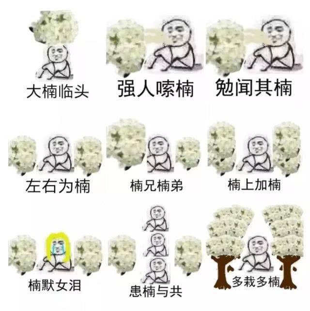 这么美的花 闻起来却像 臭鱼烂虾 中科大 新浪新闻