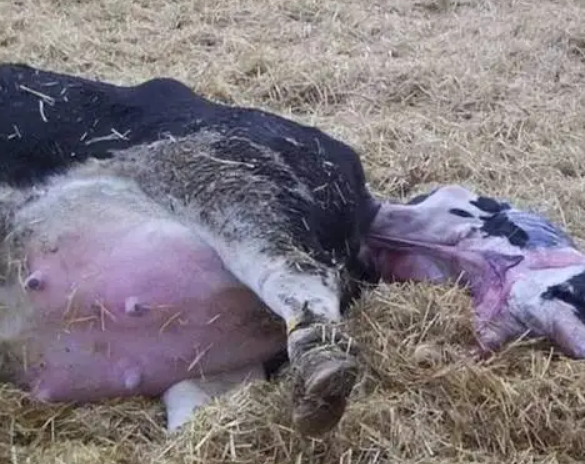 如果是牛布病造成的牛流产,那么它的特点一般都是在母牛的怀孕后期