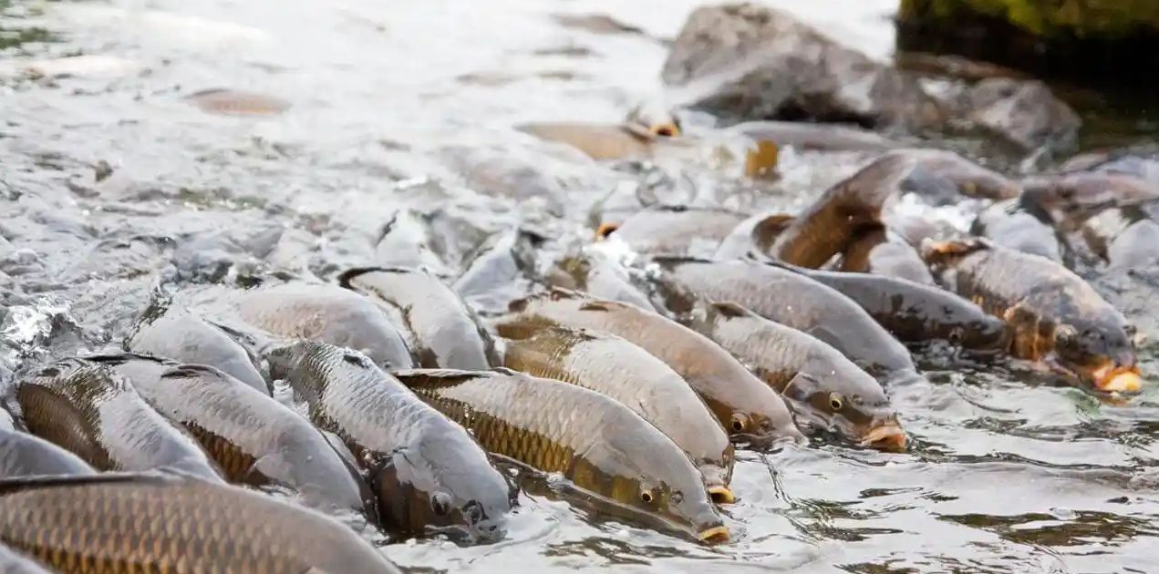 长江禁渔后鱼类暴增,"鱼满为患"仍存隐忧?|江湾|禁渔|长江_新浪新闻