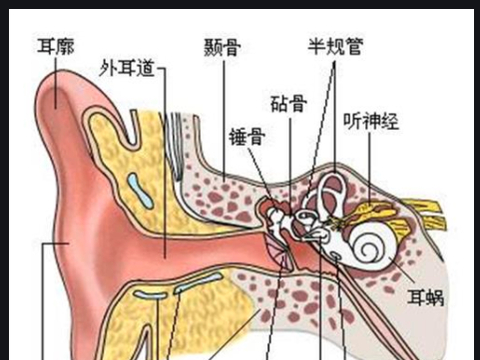 中耳的基本结构|鼓膜|鼓室|咽鼓管|乳突|听小骨_新浪新闻