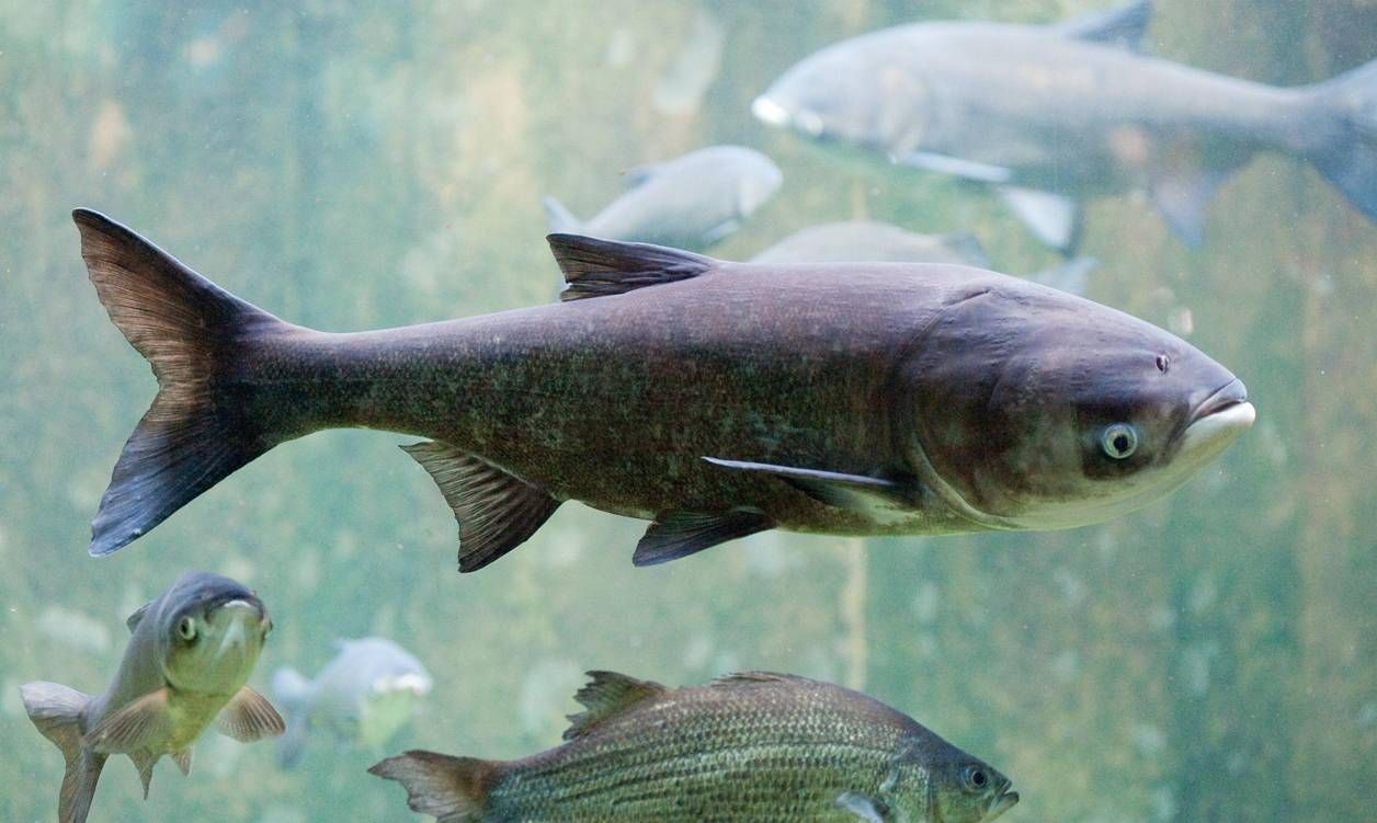 就拿四大家鱼来说,一条母鱼的产卵量就可以达到数十万枚,全面禁止捕捞