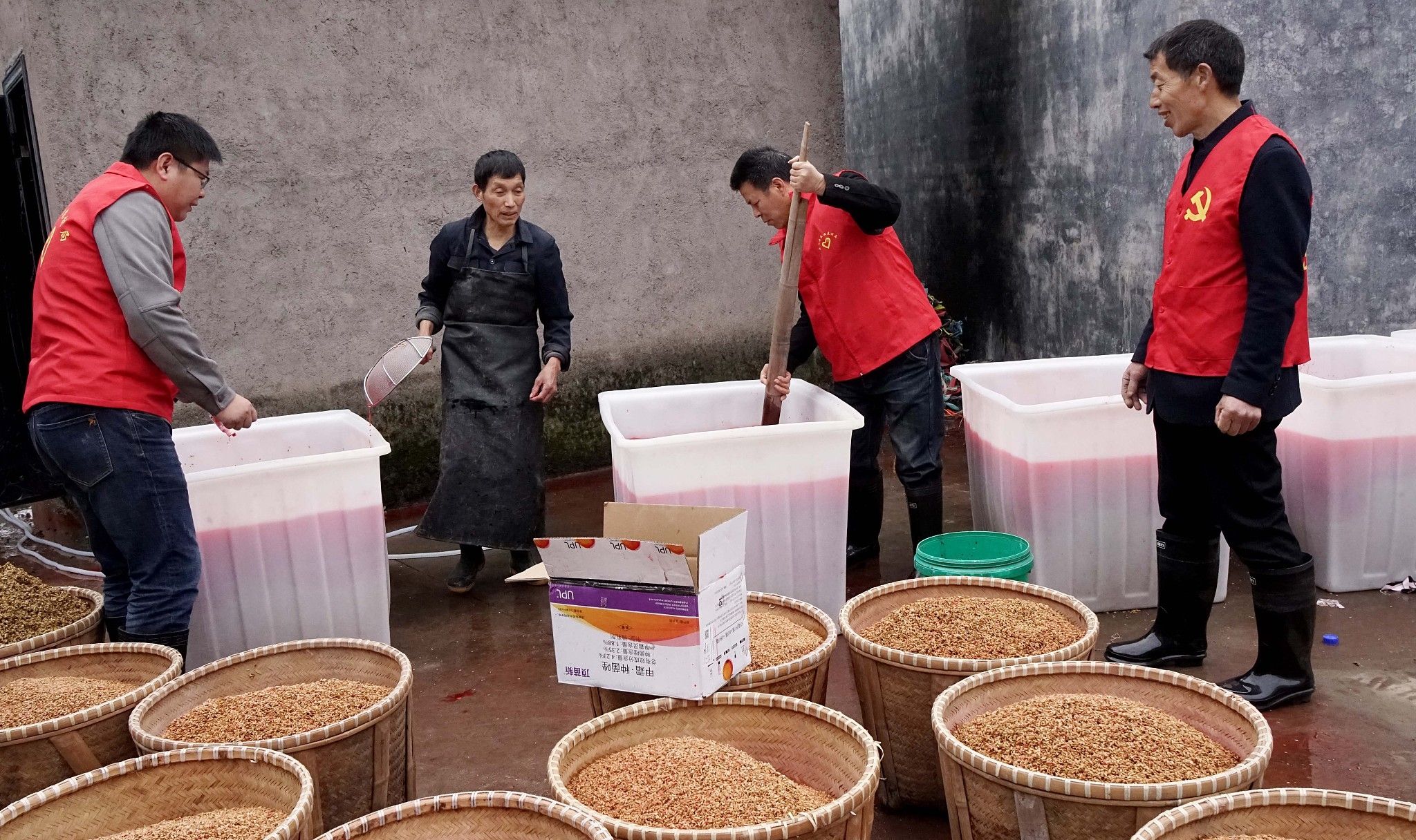 水稻播种前要进行晒种 - 广俊惠民知识