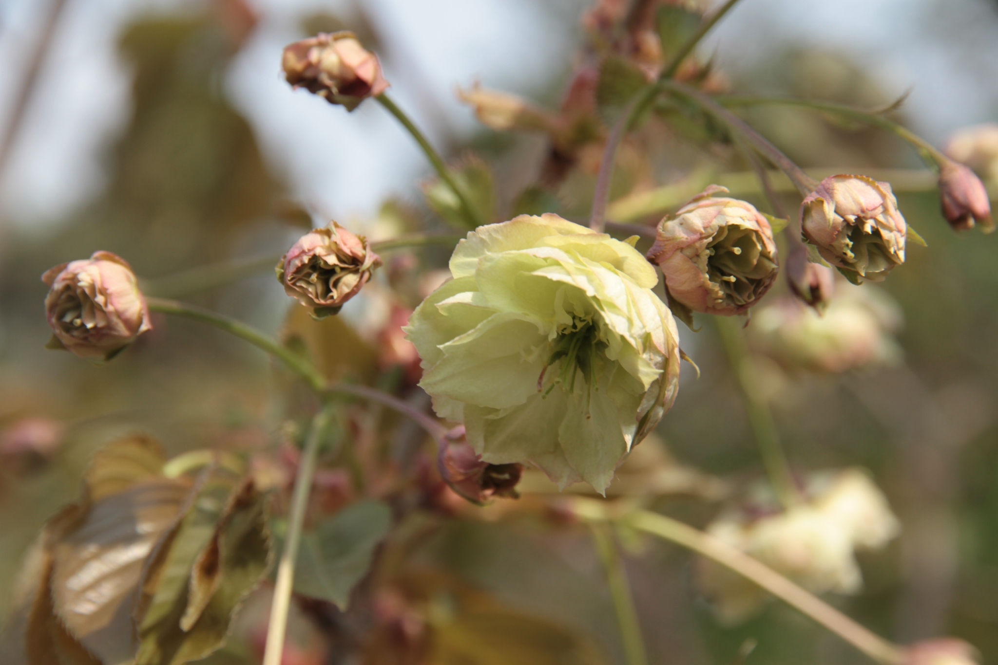 玉渊潭公园绿樱开了新品种须磨浦普贤象今春首秀