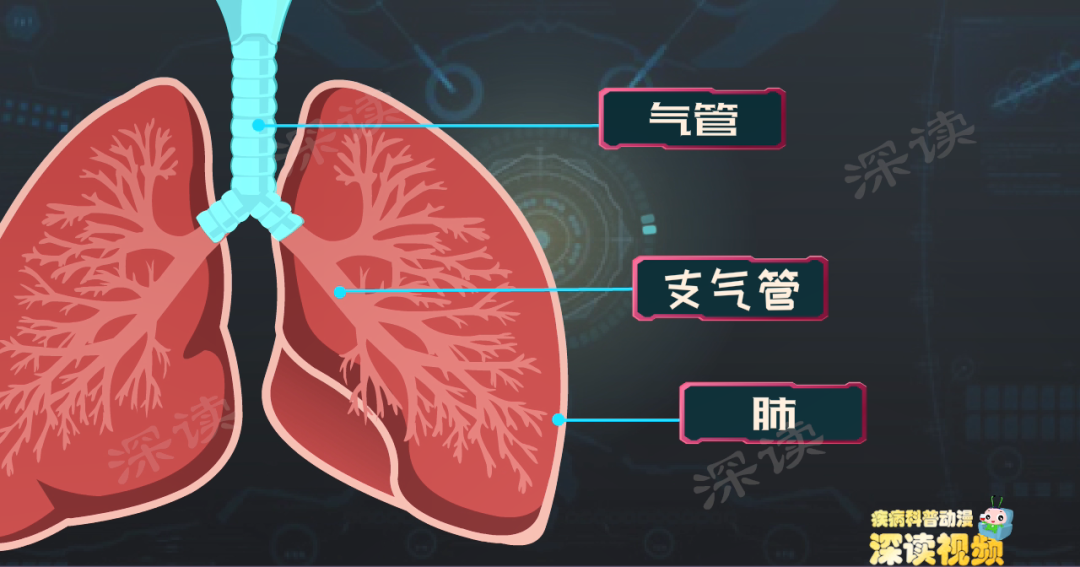 支气管为啥发炎?不停咳嗽背后真相是啥?慢支发病机制动漫版!_新浪新闻