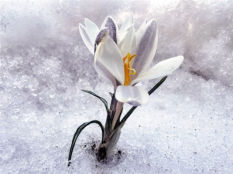 新疆顶冰花破雪绽放