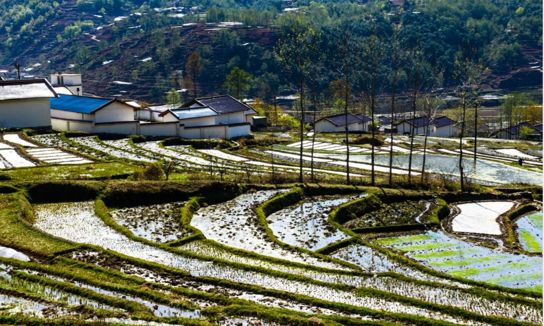 的普雄梯田被誉为就能看到绵延如带的百里梯田只需要在越西不用去云南