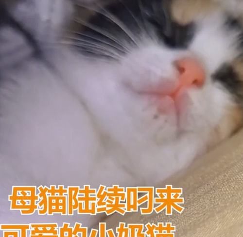 女子救活了流浪母猫,隔天收到3只小奶猫:会带来好运吧休闲区蓝鸢梦想 - Www.slyday.coM 女子救活了流浪母猫,隔天收到3只小奶猫:会带来好运吧休闲区蓝鸢梦想 - Www.slyday.coM