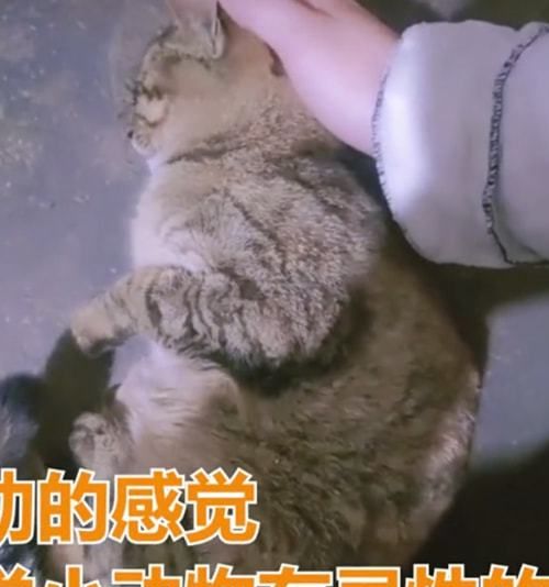 女子救活了流浪母猫,隔天收到3只小奶猫:会带来好运吧休闲区蓝鸢梦想 - Www.slyday.coM 女子救活了流浪母猫,隔天收到3只小奶猫:会带来好运吧休闲区蓝鸢梦想 - Www.slyday.coM