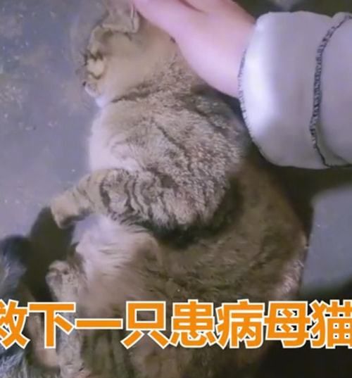 女子救活了流浪母猫,隔天收到3只小奶猫:会带来好运吧休闲区蓝鸢梦想 - Www.slyday.coM 女子救活了流浪母猫,隔天收到3只小奶猫:会带来好运吧休闲区蓝鸢梦想 - Www.slyday.coM