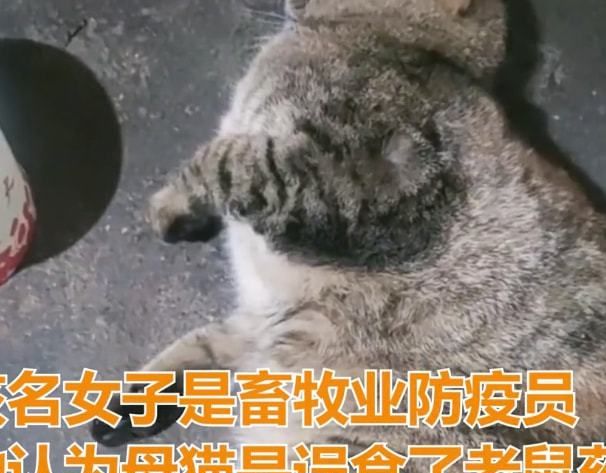 女子救活了流浪母猫,隔天收到3只小奶猫:会带来好运吧休闲区蓝鸢梦想 - Www.slyday.coM 女子救活了流浪母猫,隔天收到3只小奶猫:会带来好运吧休闲区蓝鸢梦想 - Www.slyday.coM