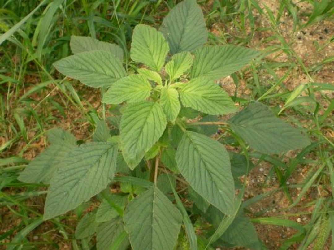 农村一种野菜,却是制作臭豆腐的重要原料,很多人不知道__财经头条