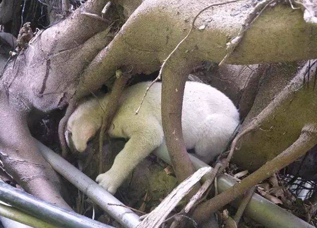 路人外出听见狗狗在哀嚎,走进前一看笑喷:脑袋居然卡树里了休闲区蓝鸢梦想 - Www.slyday.coM 路人外出听见狗狗在哀嚎,走进前一看笑喷:脑袋居然卡树里了休闲区蓝鸢梦想 - Www.slyday.coM