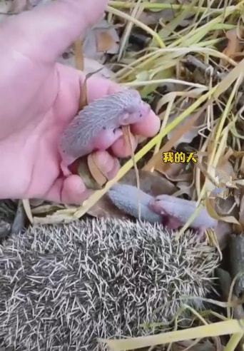 刺猬被老爷爷救下后，带着幼崽上门报恩：这是我的孩子们休闲区蓝鸢梦想 - Www.slyday.coM