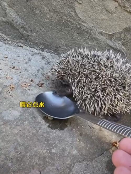 刺猬被老爷爷救下后，带着幼崽上门报恩：这是我的孩子们休闲区蓝鸢梦想 - Www.slyday.coM