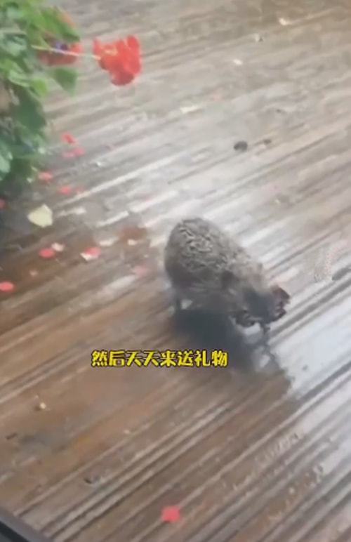 刺猬被老爷爷救下后，带着幼崽上门报恩：这是我的孩子们休闲区蓝鸢梦想 - Www.slyday.coM