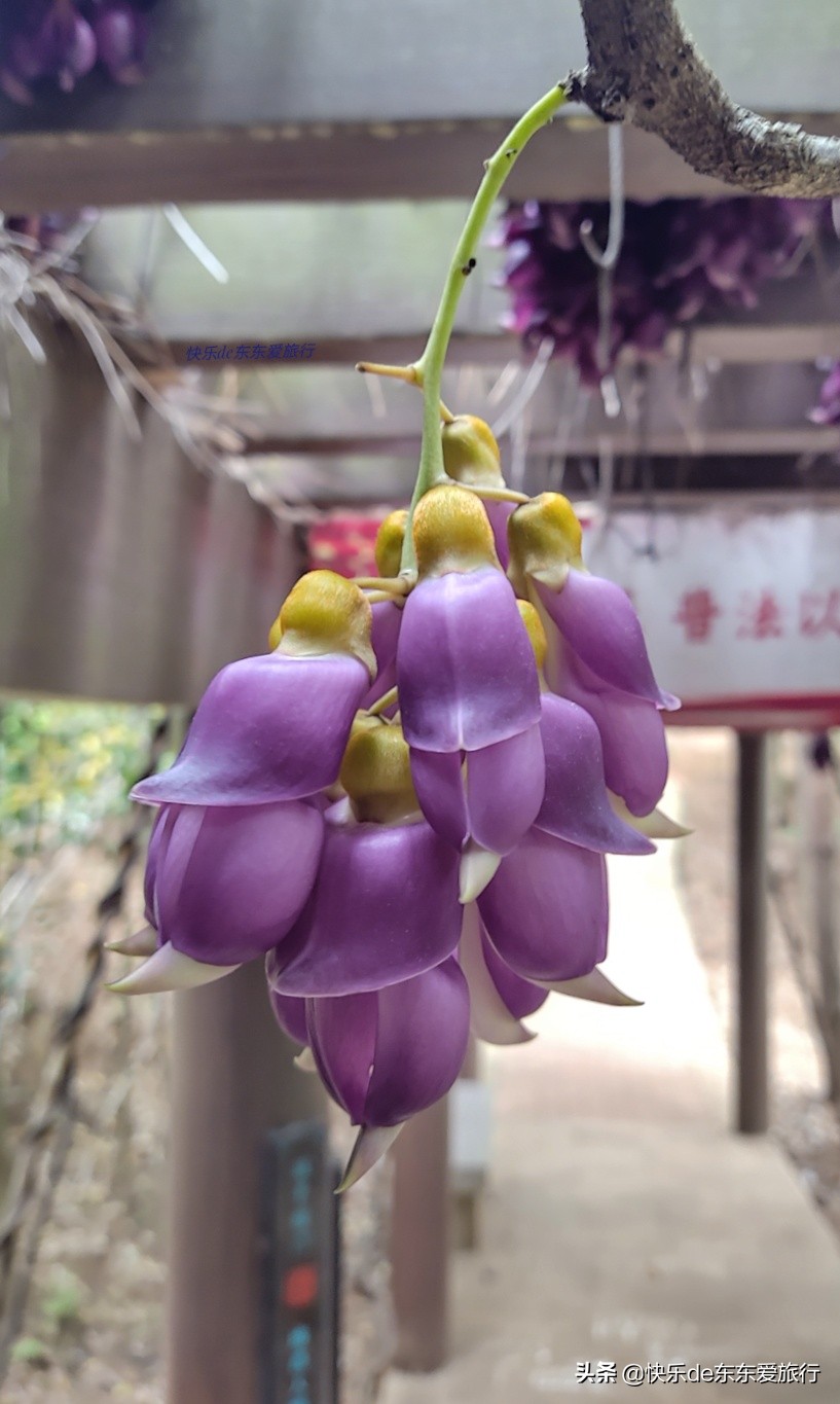 一大串一大串的紫色禾雀花倒吊着缠绕在手臂粗的藤条上.