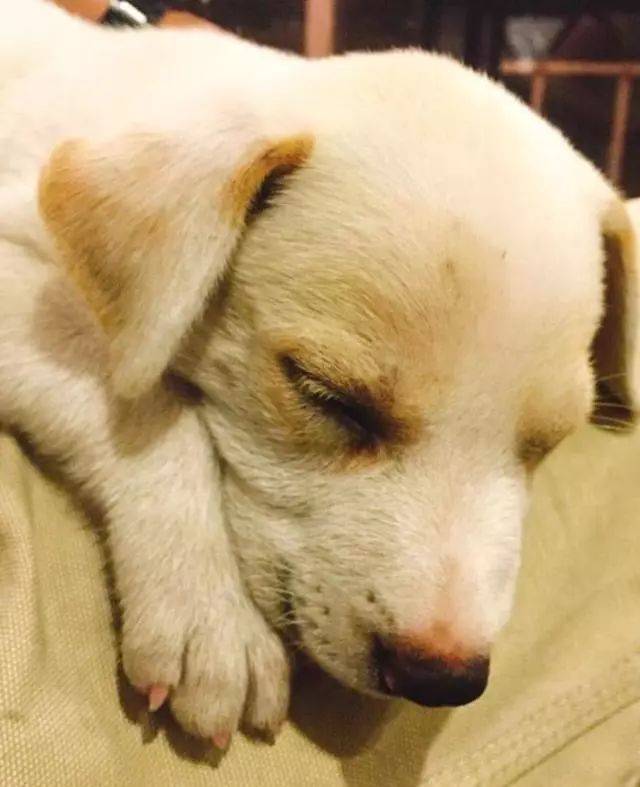 路人外出听见狗狗在哀嚎,走进前一看笑喷:脑袋居然卡树里了休闲区蓝鸢梦想 - Www.slyday.coM 路人外出听见狗狗在哀嚎,走进前一看笑喷:脑袋居然卡树里了休闲区蓝鸢梦想 - Www.slyday.coM