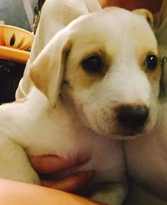 路人外出听见狗狗在哀嚎,走进前一看笑喷:脑袋居然卡树里了休闲区蓝鸢梦想 - Www.slyday.coM 路人外出听见狗狗在哀嚎,走进前一看笑喷:脑袋居然卡树里了休闲区蓝鸢梦想 - Www.slyday.coM