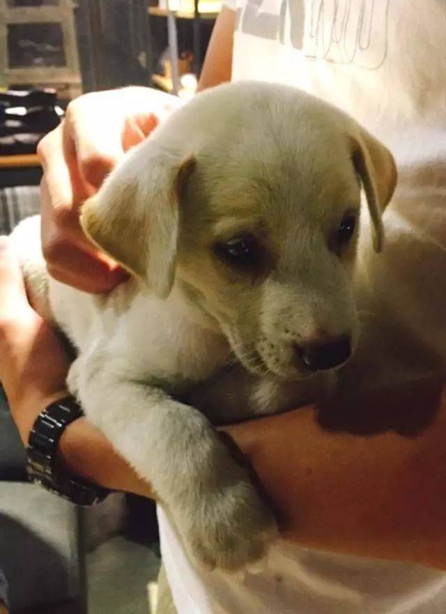 路人外出听见狗狗在哀嚎,走进前一看笑喷:脑袋居然卡树里了休闲区蓝鸢梦想 - Www.slyday.coM 路人外出听见狗狗在哀嚎,走进前一看笑喷:脑袋居然卡树里了休闲区蓝鸢梦想 - Www.slyday.coM