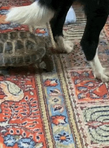 “对不起，我认错爹了…”哈哈哈哈求求你快闭嘴吧！休闲区蓝鸢梦想 - Www.slyday.coM