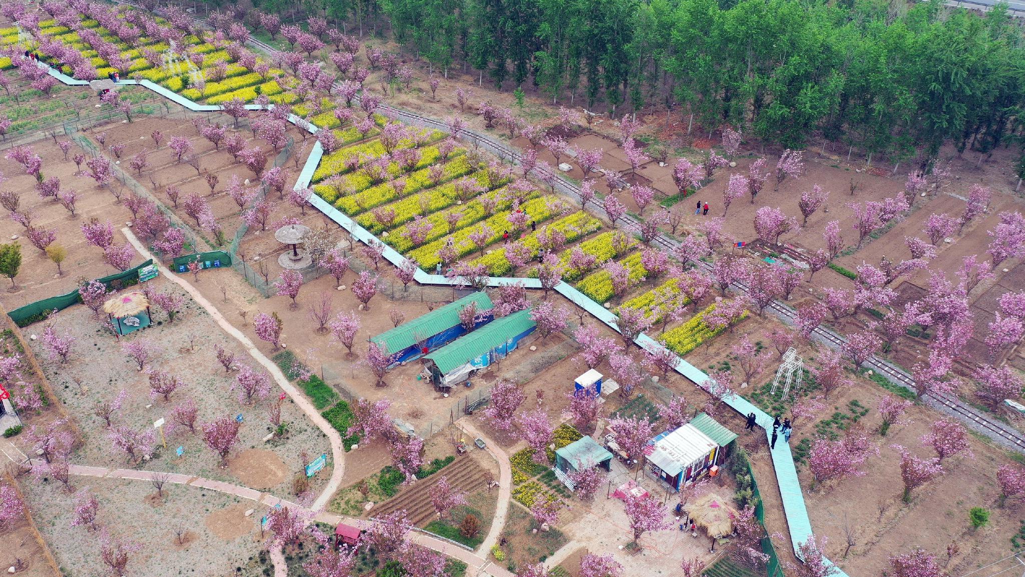 这是4月14日拍摄的石家庄市正定县樱花小镇景色(无人机照片).