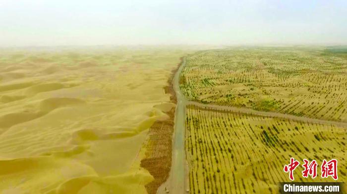 "今年,且末县河东治沙基地计划绿化面积是4000亩,目前我们1000亩的