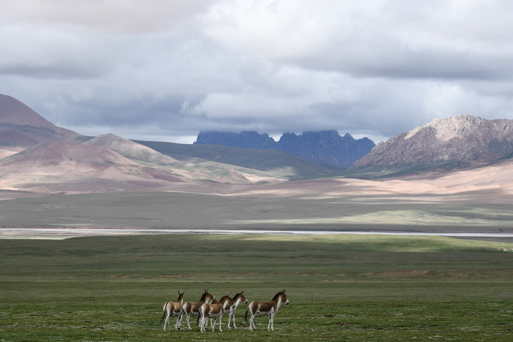 　　2021年7月，一群藏野驴出现在三江源国家公园。新华社记者张龙摄