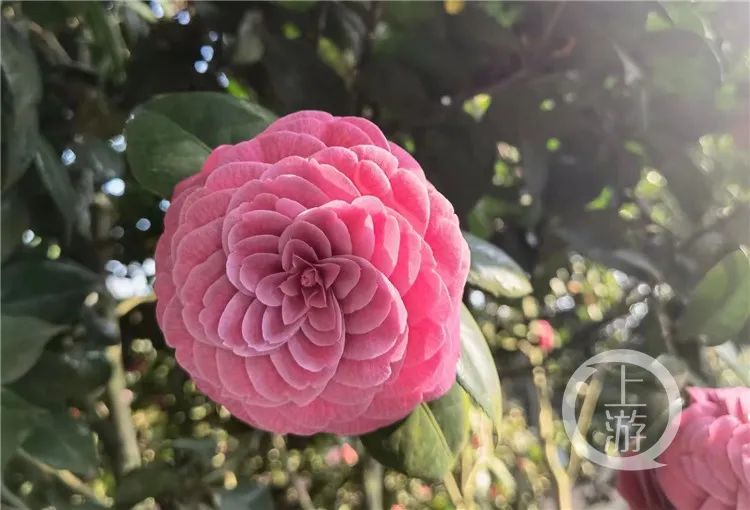 石榴裙香妃蝶重庆市花山茶花又上新了