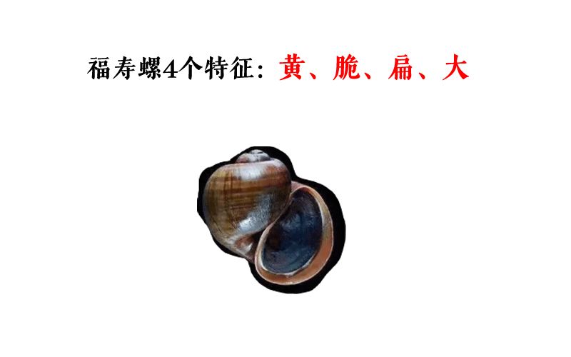最近湖边爬满的"粉花"也别碰全是福寿螺的卵不少人最近发现,水边,岸上
