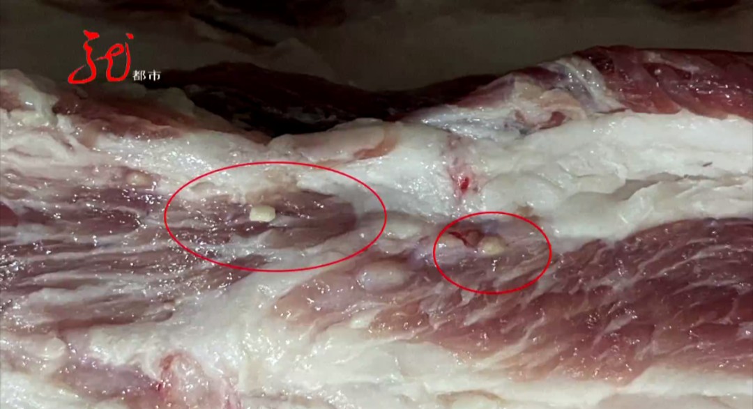 新买的猪肉里有"痘",这还能吃吗?赶紧听听专家怎么说|林永庆_新浪新闻