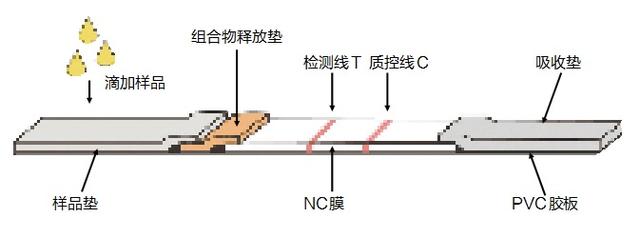 检测试剂盒(胶体金法)结构示意图
