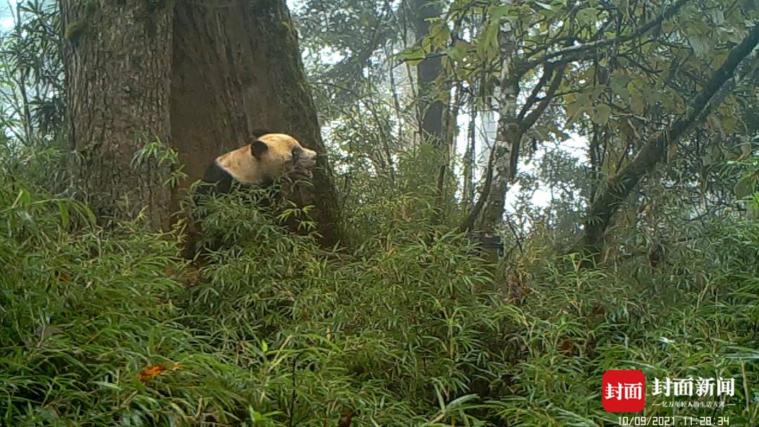 四川宝兴拍到野生大熊猫：树洞趴4小时睡回笼觉，还打了个4秒的哈欠休闲区蓝鸢梦想 - Www.slyday.coM