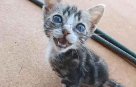 小猫被猫妈妈嫌弃，拖着残疾后腿在外流浪，幸好小孩们偷偷喂养它休闲区蓝鸢梦想 - Www.slyday.coM