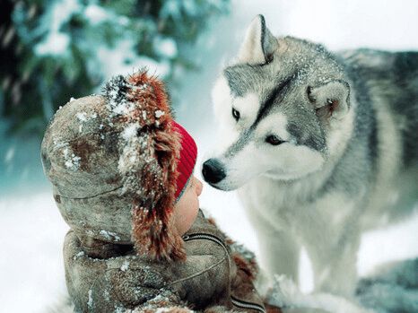 哈士奇身上的这5个部位，可不是一般人能碰的，你可以吗？休闲区蓝鸢梦想 - Www.slyday.coM