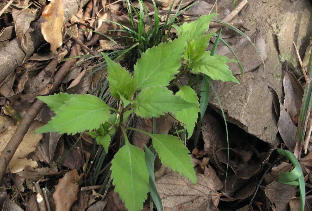 山生菜的嫩叶是一种优质的野菜,春季采摘其嫩茎叶或幼苗炒食,凉拌,做