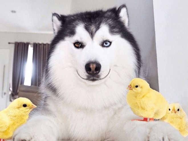 哈士奇身上的这5个部位，可不是一般人能碰的，你可以吗？休闲区蓝鸢梦想 - Www.slyday.coM