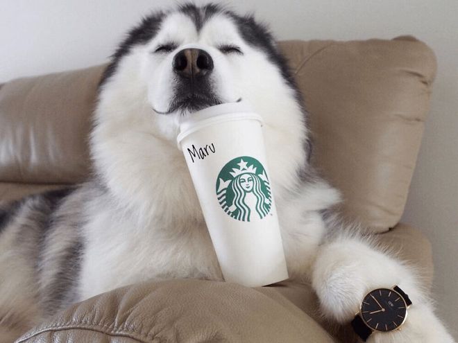 哈士奇身上的这5个部位，可不是一般人能碰的，你可以吗？休闲区蓝鸢梦想 - Www.slyday.coM