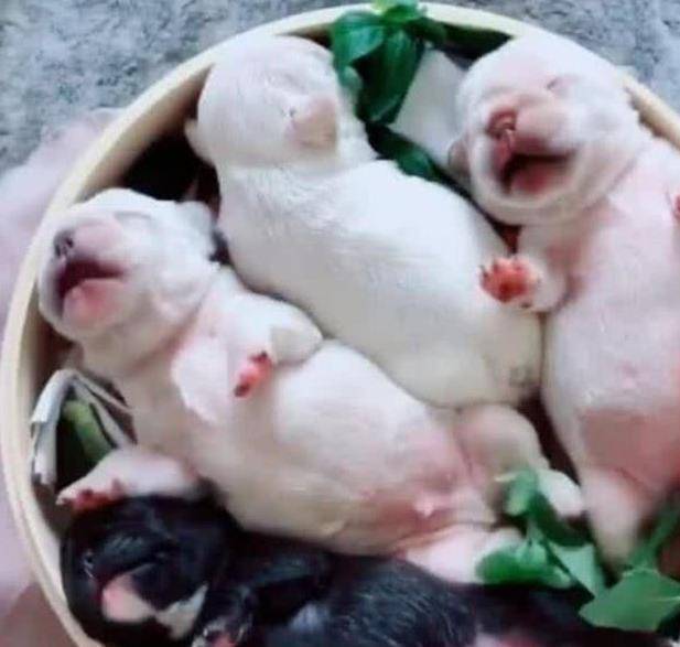 女子给老公恶作剧，把三只小狗放进锅内，男子开锅一看蒙了休闲区蓝鸢梦想 - Www.slyday.coM