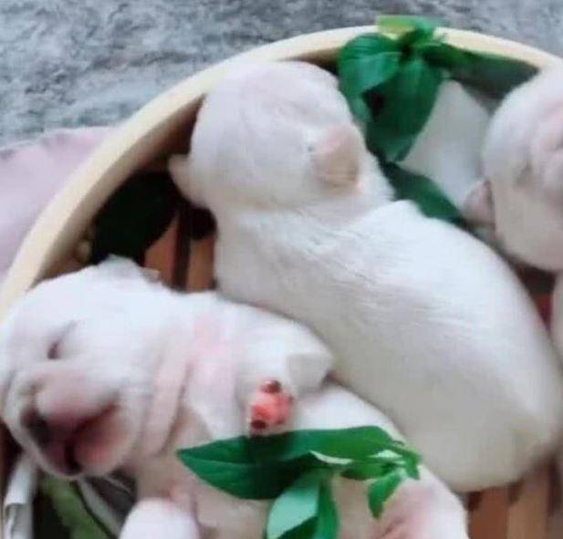 女子给老公恶作剧，把三只小狗放进锅内，男子开锅一看蒙了休闲区蓝鸢梦想 - Www.slyday.coM