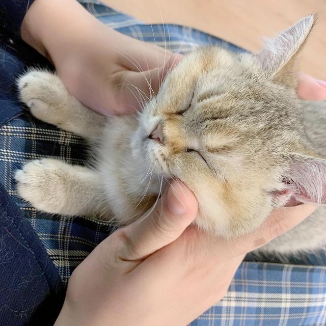 为什么铲屎官摸猫头时猫咪瞬间安静下来