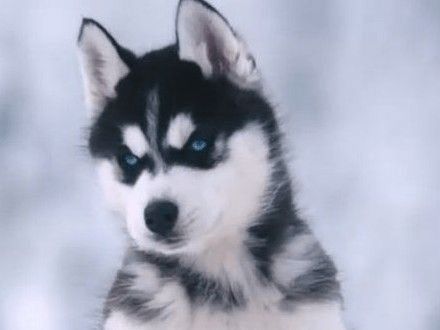 哈士奇身上的这5个部位，可不是一般人能碰的，你可以吗？休闲区蓝鸢梦想 - Www.slyday.coM