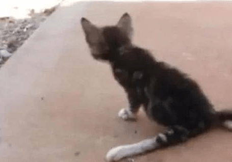 小猫被猫妈妈嫌弃，拖着残疾后腿在外流浪，幸好小孩们偷偷喂养它休闲区蓝鸢梦想 - Www.slyday.coM