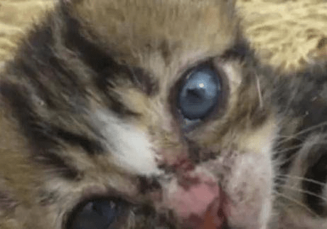 小猫被猫妈妈嫌弃，拖着残疾后腿在外流浪，幸好小孩们偷偷喂养它休闲区蓝鸢梦想 - Www.slyday.coM