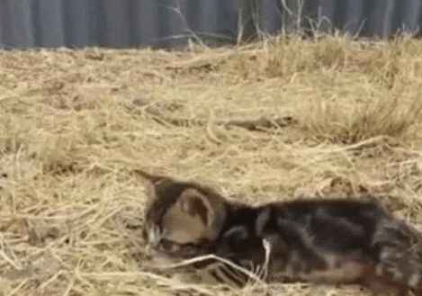 小猫被猫妈妈嫌弃，拖着残疾后腿在外流浪，幸好小孩们偷偷喂养它休闲区蓝鸢梦想 - Www.slyday.coM