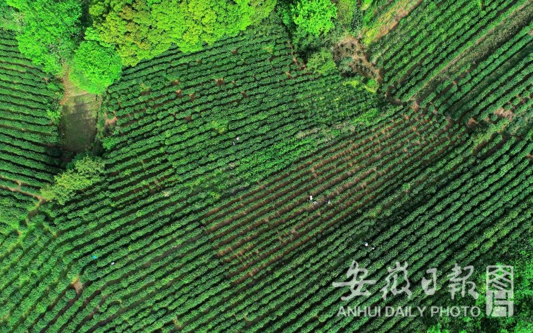 合肥长丰县发现一例阳性!|新闻早班车